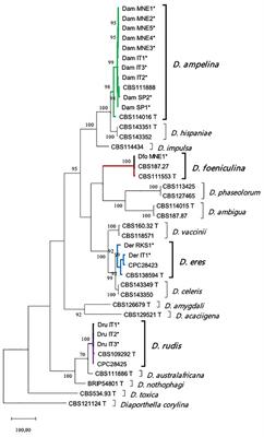 Diaporthe foeniculina and D. eres, in addition to D. ampelina, may cause Phomopsis cane and leaf spot disease in grapevine